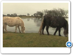 WELSH MOUNTAIN PONY CRISIS