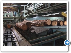 INFECTED LARCH CRISIS