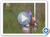 Bog Snorkelling World Championships