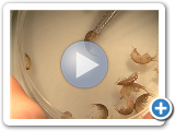 KILLER SHRIMPS THREATEN NATIVE SPECIES
